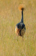 Grey Crowned Crane