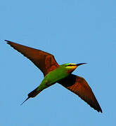 Blue-cheeked Bee-eater