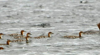 Common Merganser