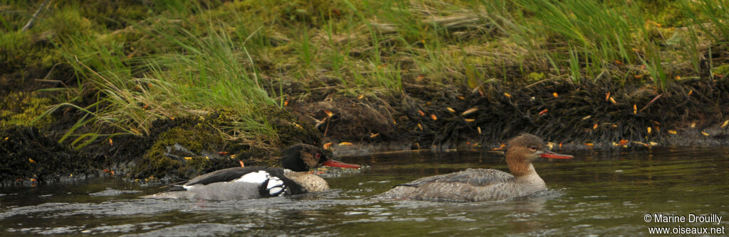 Red-breasted Merganser adult breeding, identification