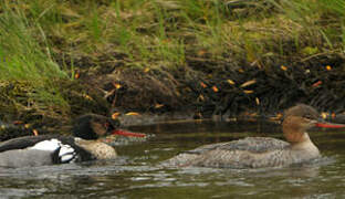 Red-breasted Merganser