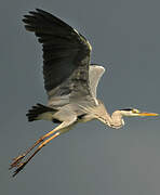 Grey Heron