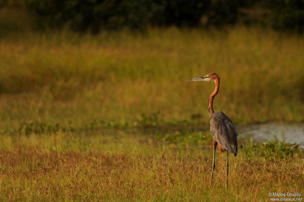 Goliath Heronadult, identification