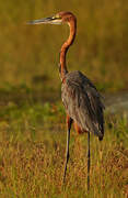 Goliath Heron