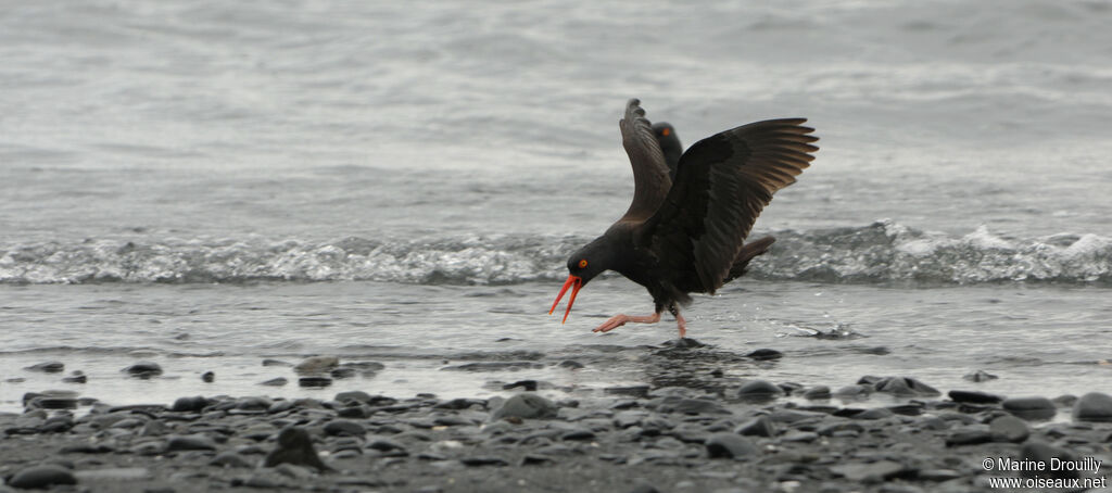 Black Oystercatcheradult, feeding habits