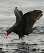 Black Oystercatcher