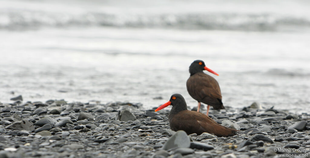 Black Oystercatcher adult, identification