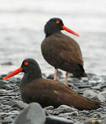 Black Oystercatcher