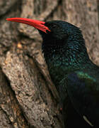 Green Wood Hoopoe