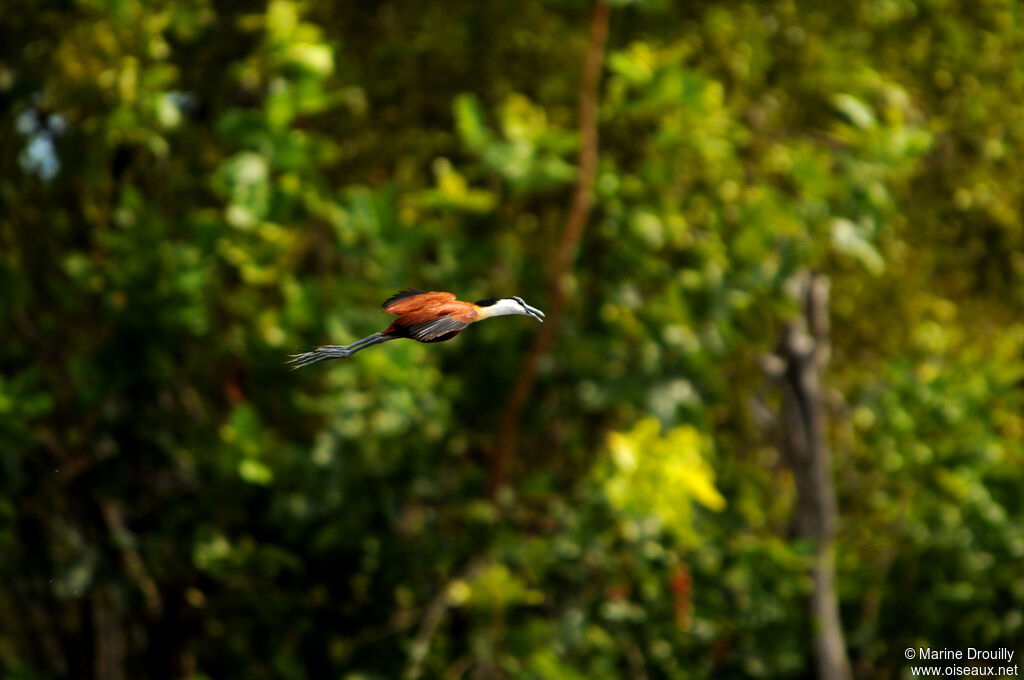 African Jacanaadult, Flight