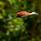 Jacana à poitrine dorée