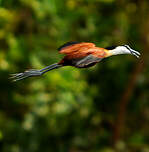 Jacana à poitrine dorée