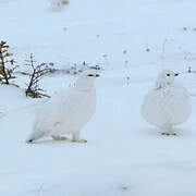 Willow Ptarmigan