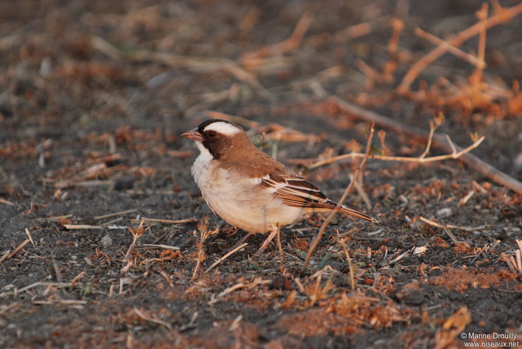 White-browed Sparrow-Weaverjuvenile, identification