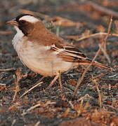 White-browed Sparrow-Weaver