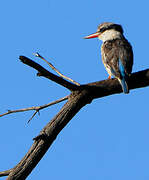 Striped Kingfisher