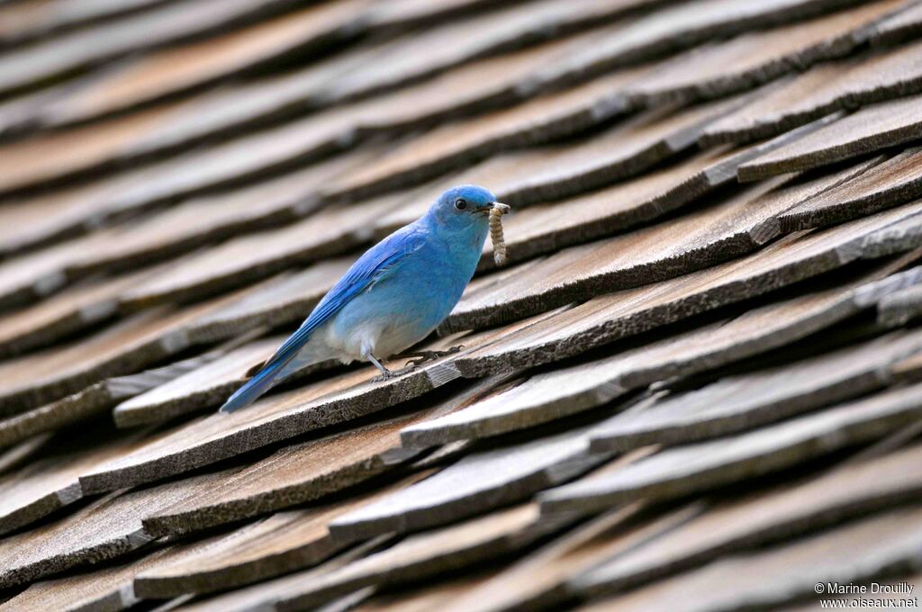 Mountain Bluebird male adult, Reproduction-nesting