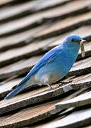 Mountain Bluebird