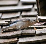 Mountain Bluebird