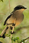 Fairy Flycatcher