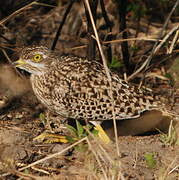 Spotted Thick-knee