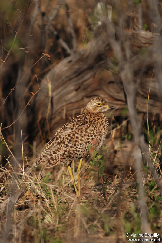 Spotted Thick-knee, identification