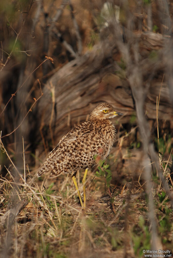 Spotted Thick-knee, identification