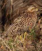 Spotted Thick-knee