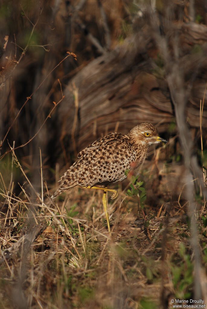 Spotted Thick-knee, Behaviour