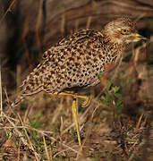 Spotted Thick-knee