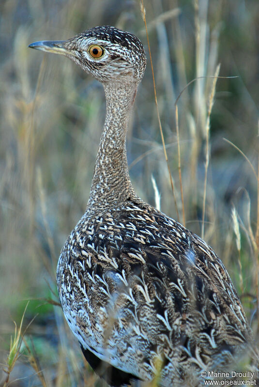 Red-crested Korhaan female adult, identification