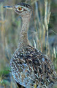 Red-crested Korhaan