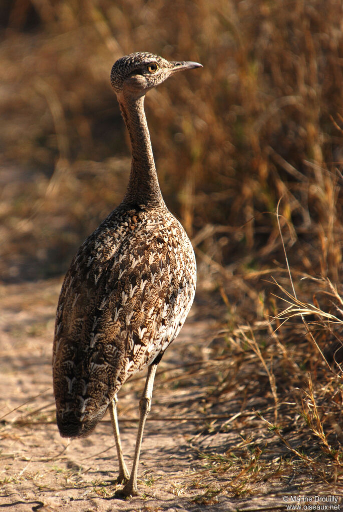 Outarde houppette femelle adulte, identification