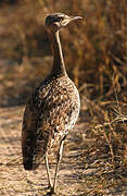 Red-crested Korhaan