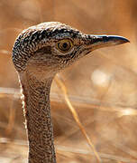 Red-crested Korhaan