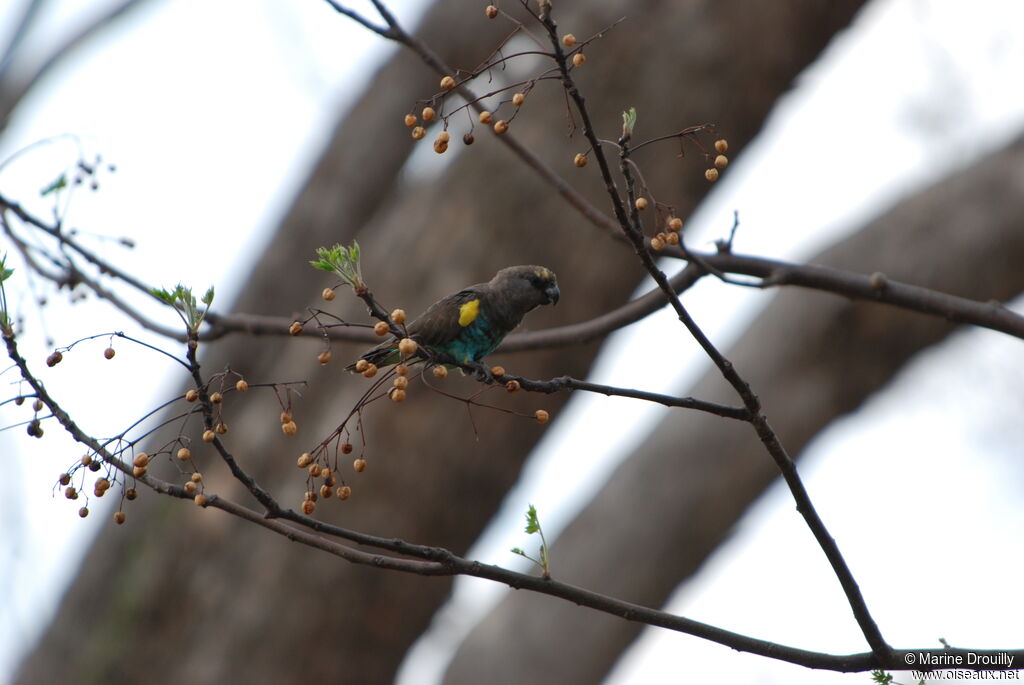 Meyer's Parrotadult, feeding habits