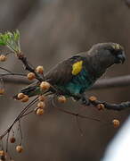 Meyer's Parrot