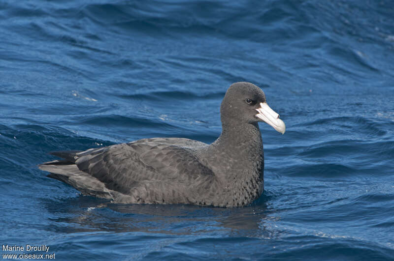 Southern Giant Petreladult post breeding, identification