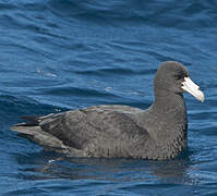 Southern Giant Petrel