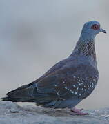 Pigeon roussard