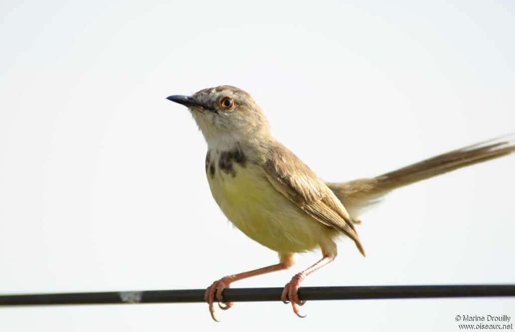 Prinia à plastronadulte nuptial