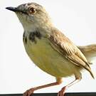 Prinia à plastron