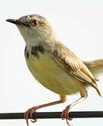 Black-chested Prinia