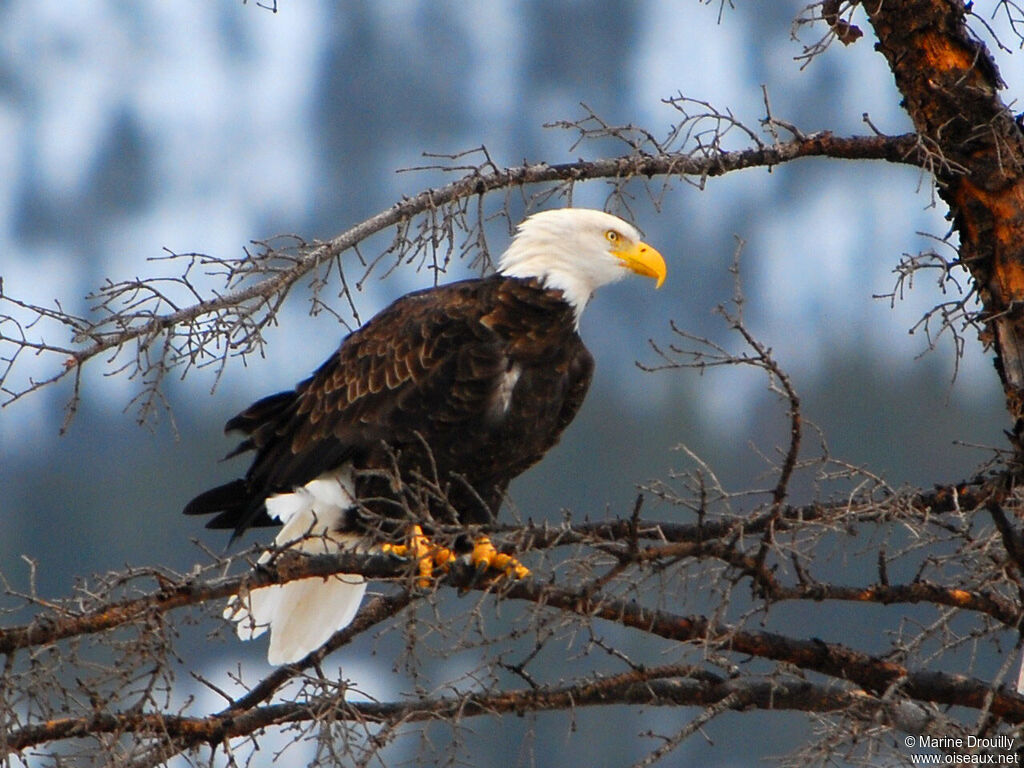 Bald Eagleadult, identification