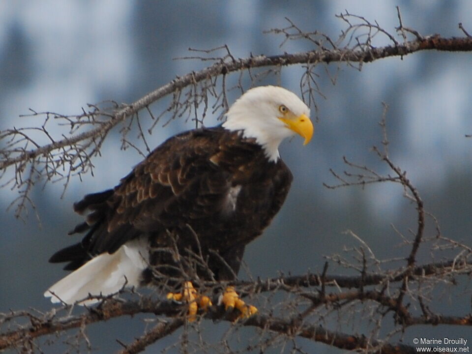 Bald Eagleadult, identification