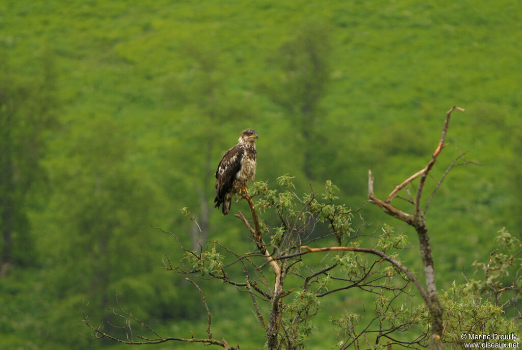 Bald Eaglejuvenile, identification