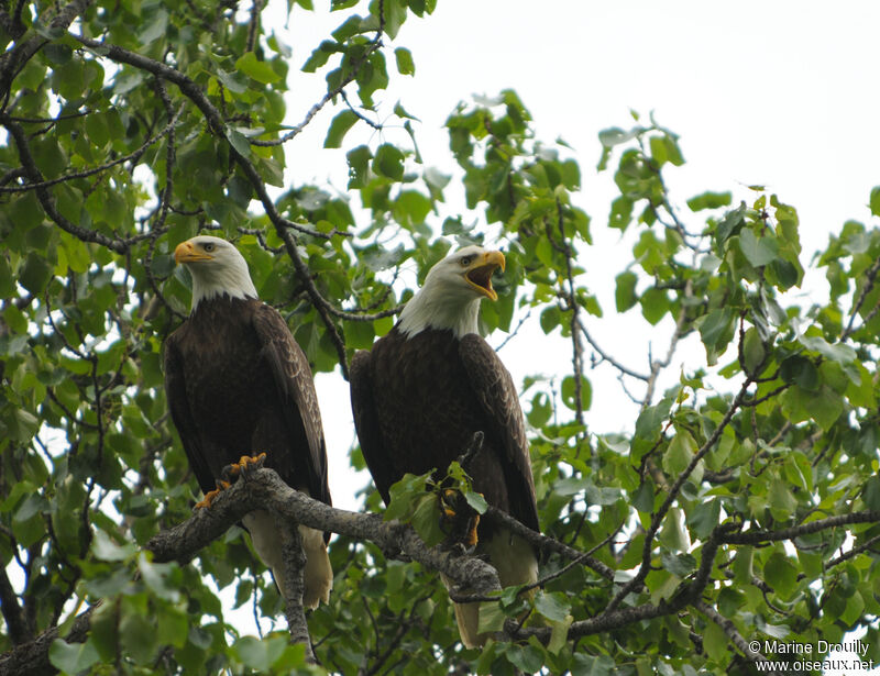 Bald Eagle adult, Reproduction-nesting