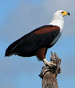 African Fish Eagle