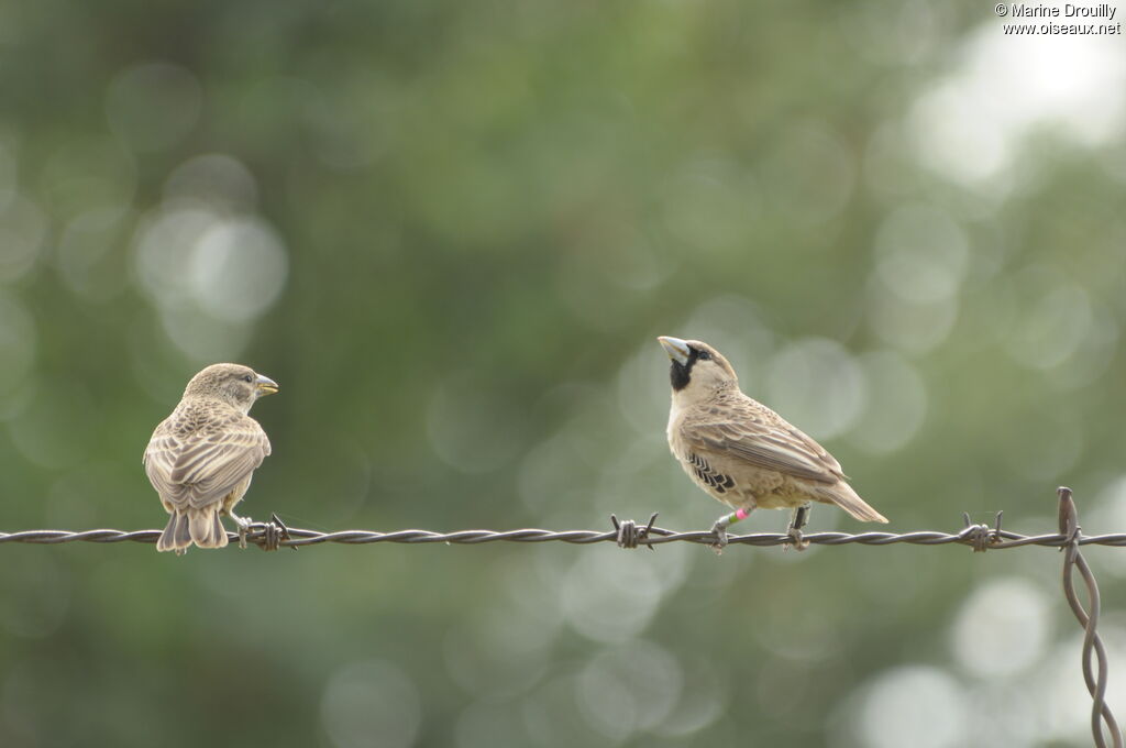 Sociable Weaveradult, identification