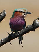 Lilac-breasted Roller